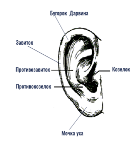 строение уха